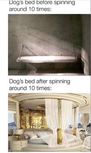 dog bed spin.jpg