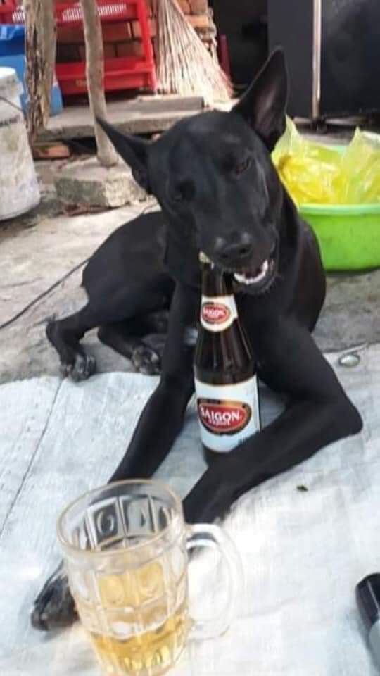 dog beer 2.jpg