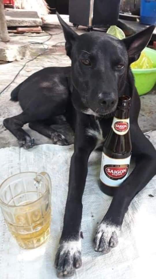 dog beer.jpg