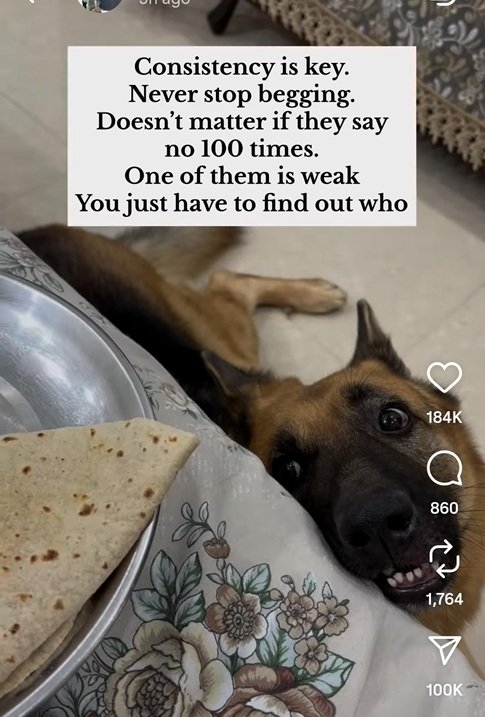 dog beg.jpg