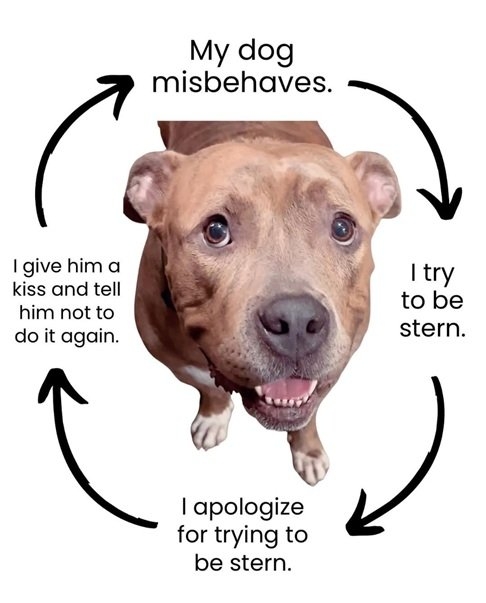 dog behavior.jpg