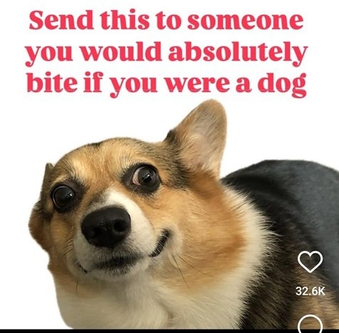 dog bite.jpg