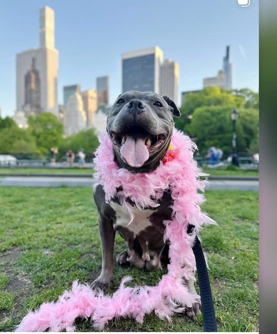 dog boa.jpg