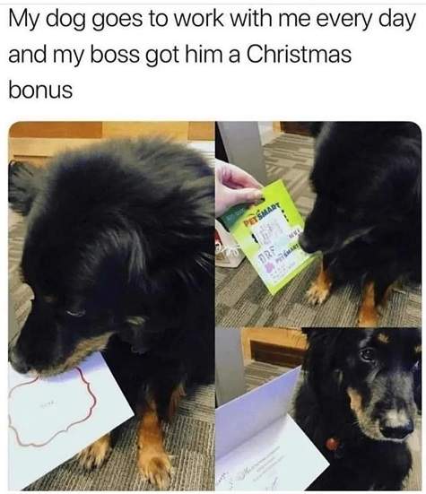 dog bonus.jpg