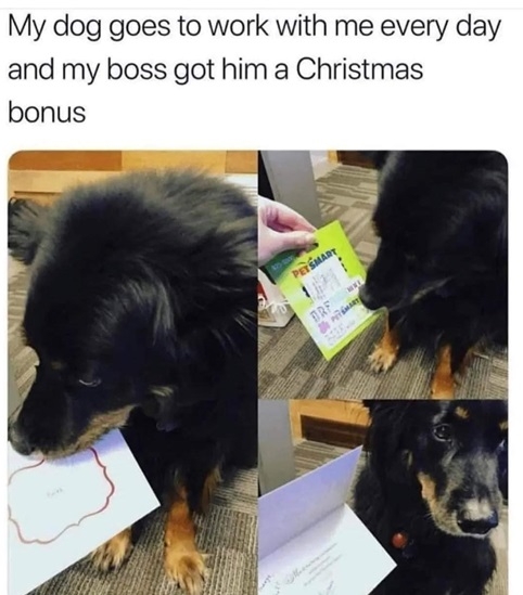 dog bonus.jpg
