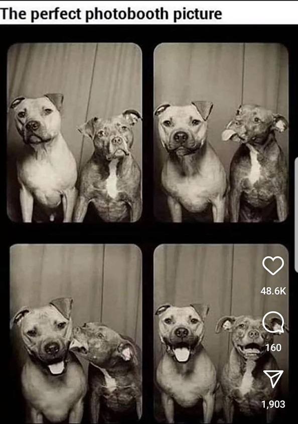 dog booth.jpg