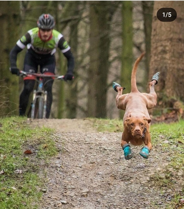 dog boots.jpg