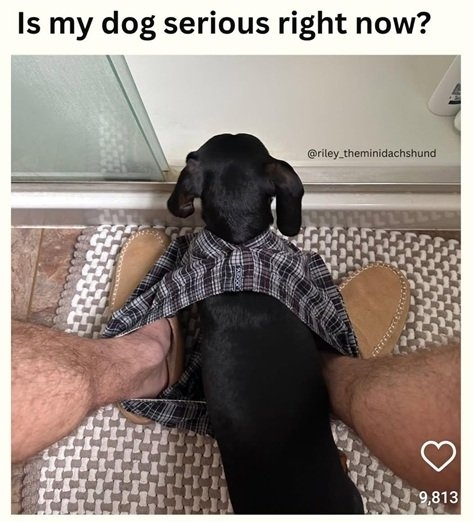 dog boxers.jpg