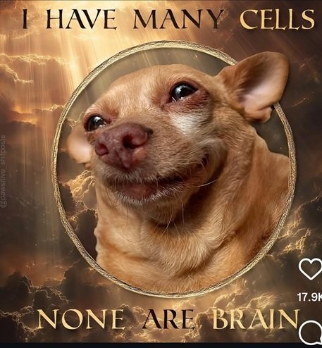 dog brain.jpg
