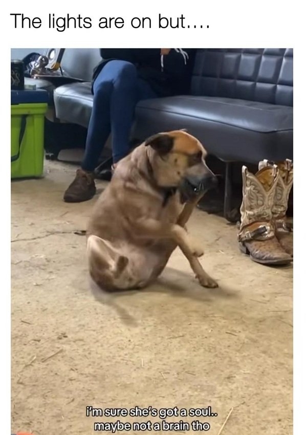 dog brain.jpg