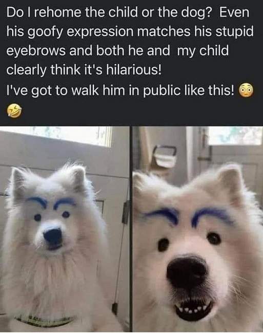 dog brows.jpg