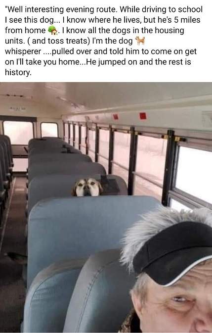 dog bus.jpg