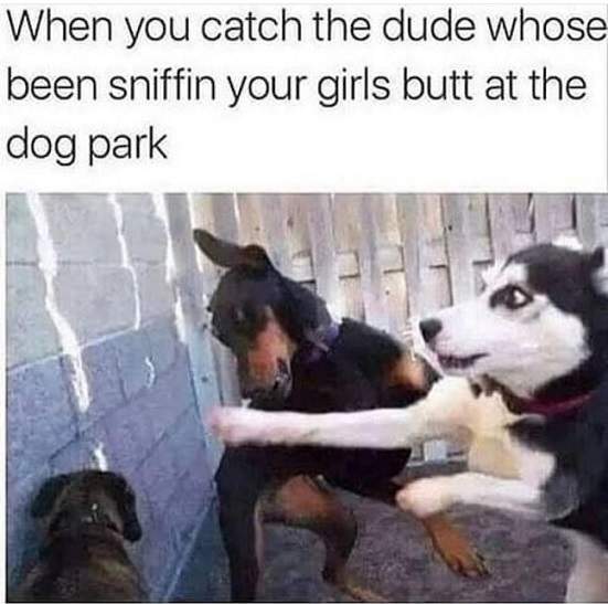 dog butt sniff.jpg