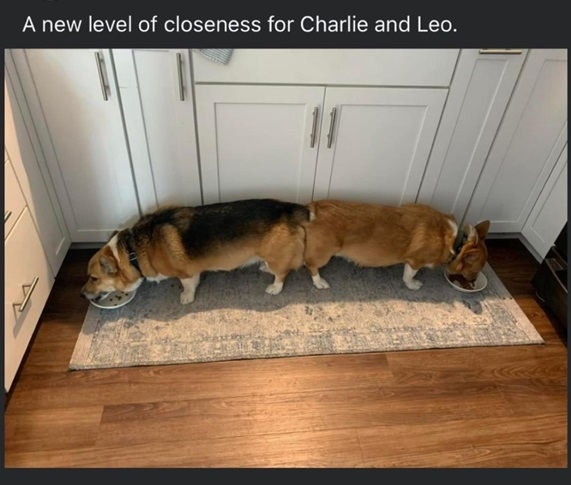 dog butts.jpg