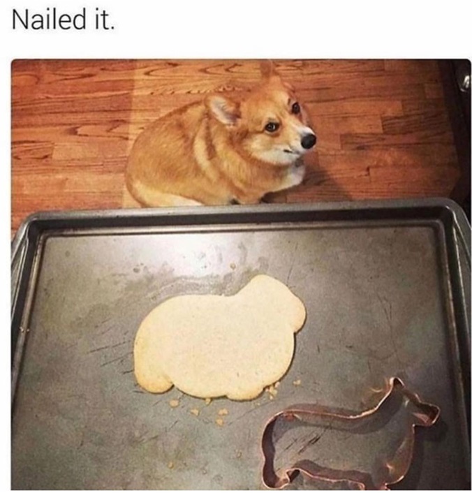 dog cake.jpg