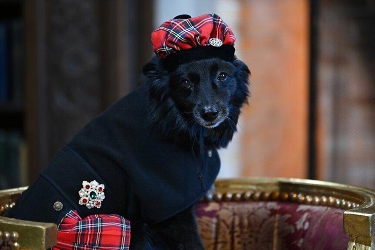 dog cap.jpg