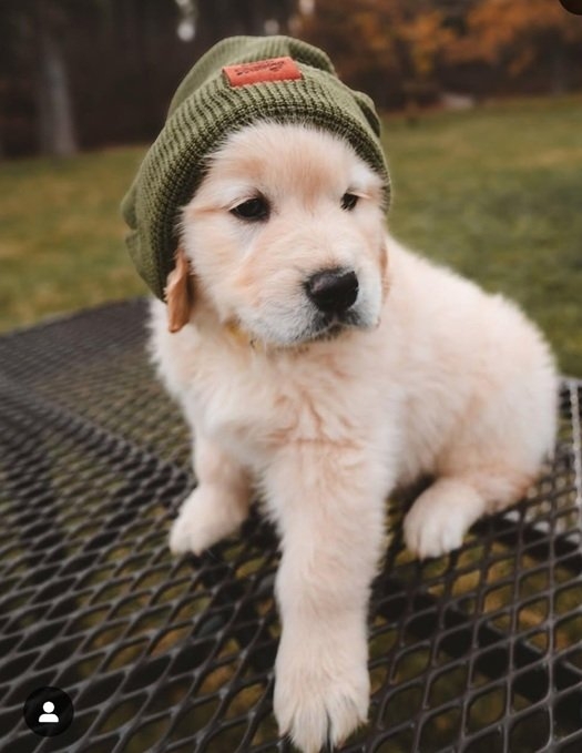 dog cap.jpg