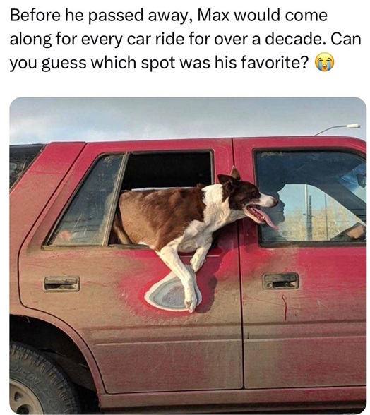 dog car.jpg