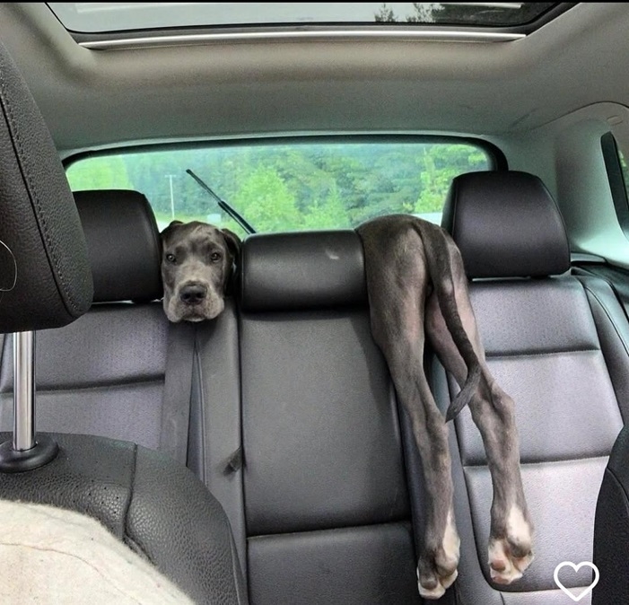 dog car.jpg