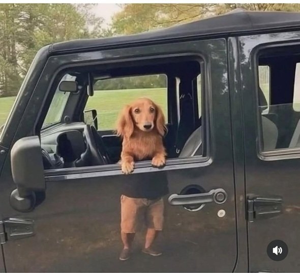 dog car.jpg