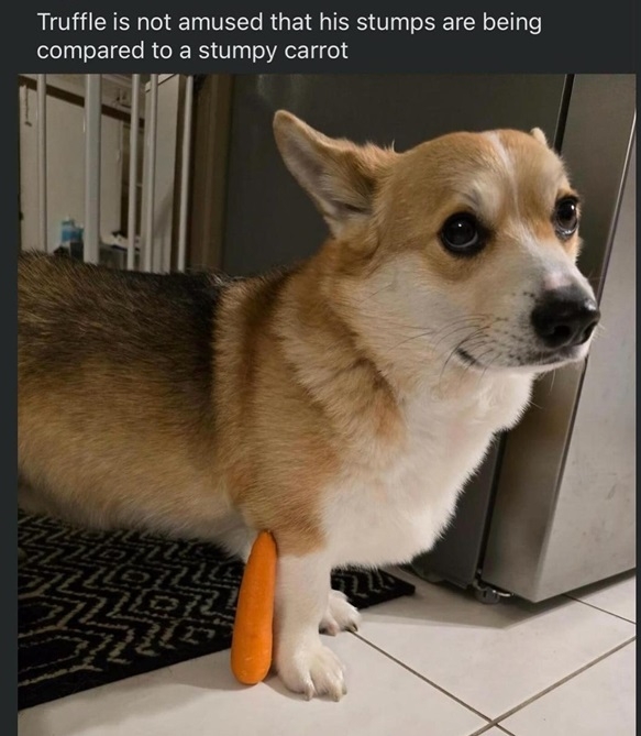 dog carrot.jpg