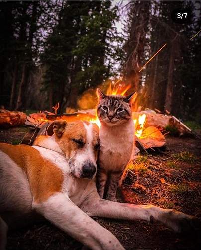 dog cat 2.jpg