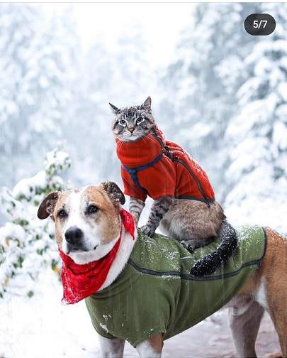 dog cat 3.jpg