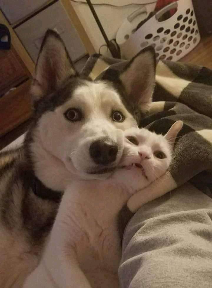 dog cat buds.jpg