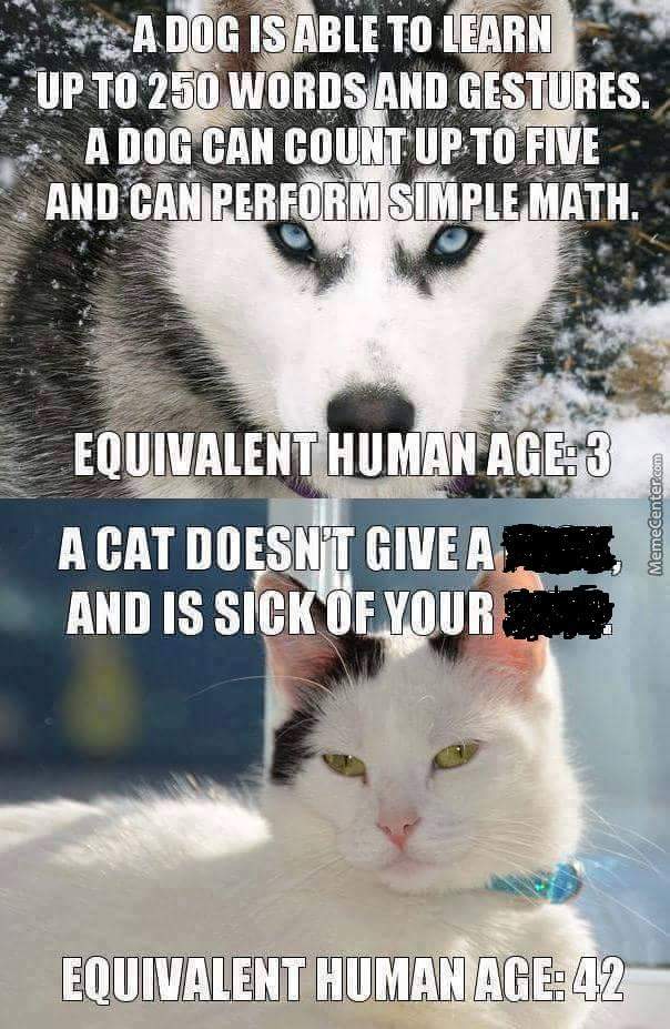 dog cat equivalent.jpg