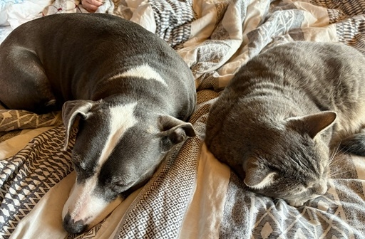 dog cat nap.jpg
