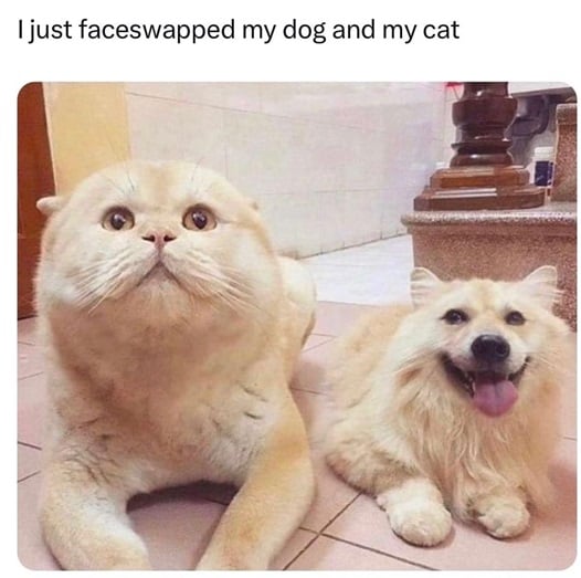 dog cat swap.jpg