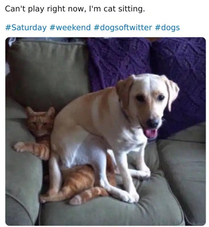 dog catsitting.jpg