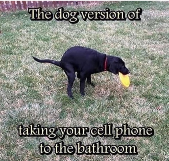 dog cell.jpg