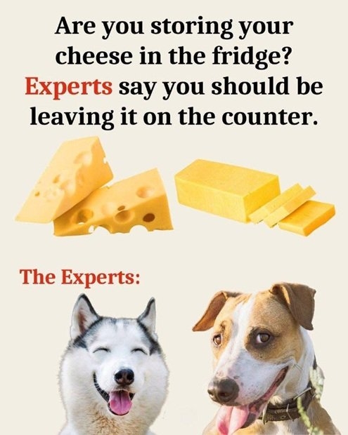 dog cheese.jpg
