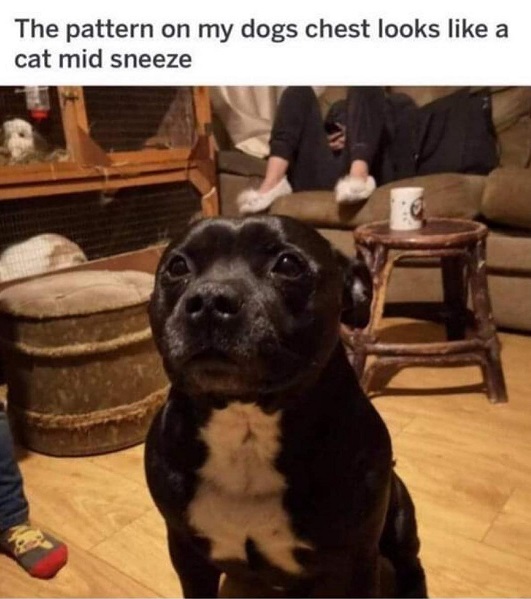 dog chest.jpg