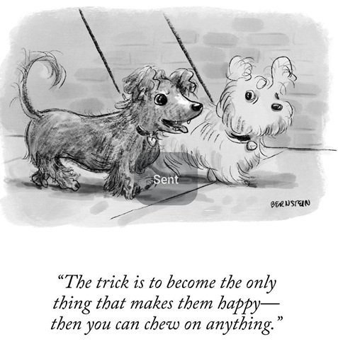 dog chew.jpg