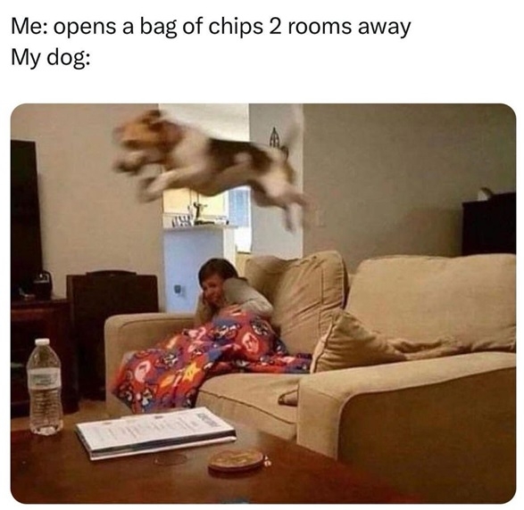 dog chips.jpg