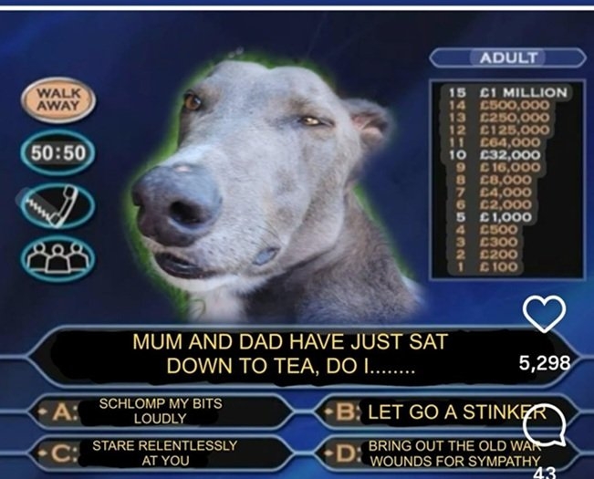 dog choices.jpg