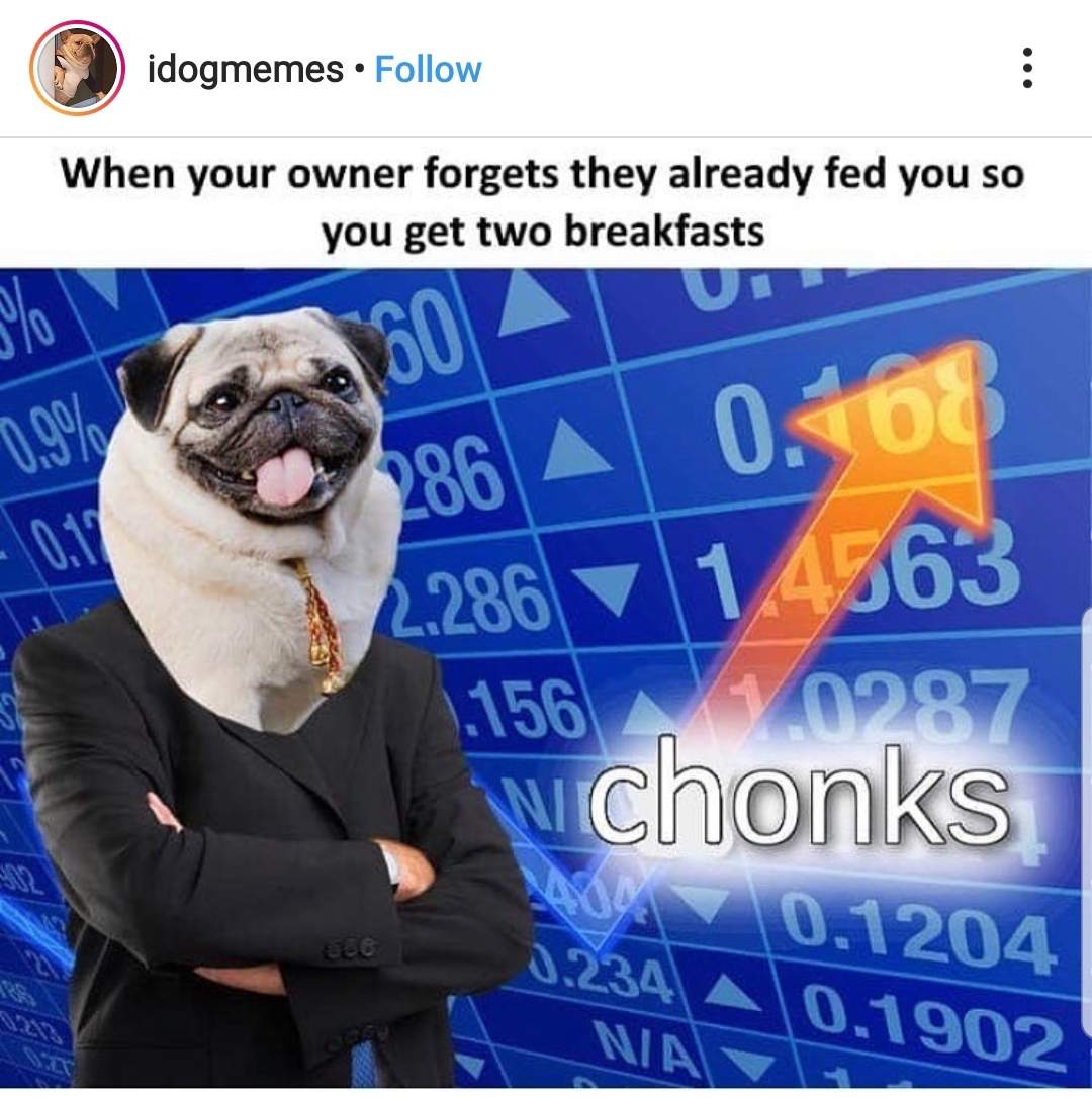 dog chonks.jpg