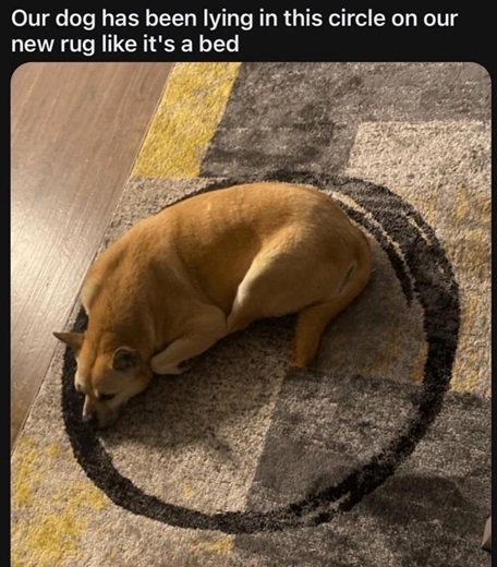 dog circle.jpg