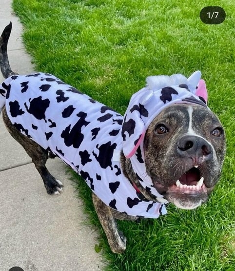 dog coat.jpg