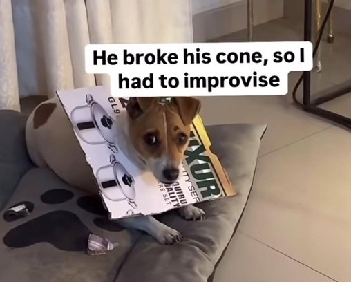 dog cone.jpg