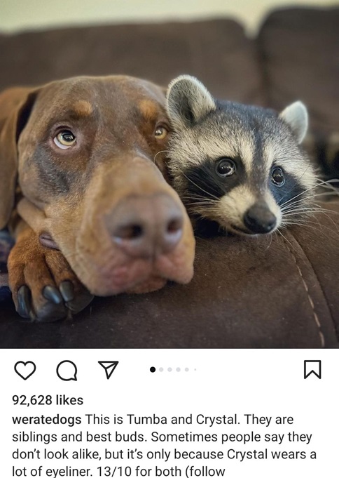 dog coon.jpg