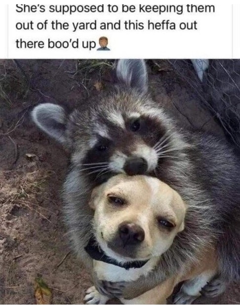 dog coon.jpg