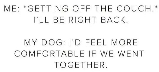 dog couch.jpg