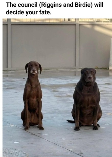 dog council.jpg