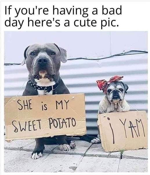 dog couple.jpg
