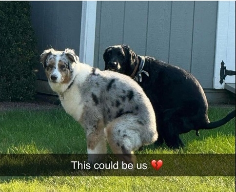 dog couple.jpg