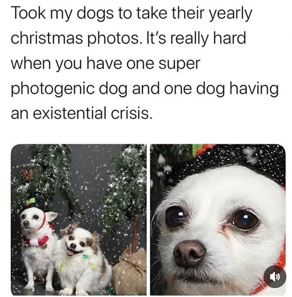 dog crisis.jpg