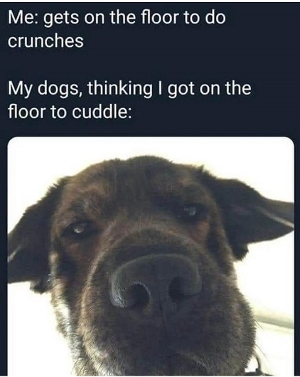 dog crunches.jpg